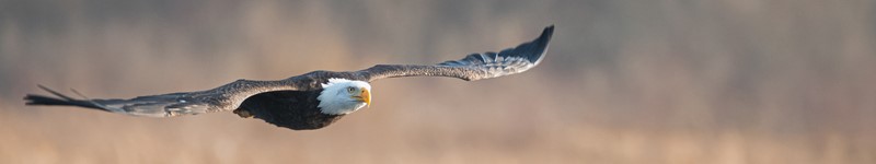 รางวัลกรงเล็บมังกร